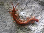 Ko Phanak Centipede 3.JPG (133 KB)